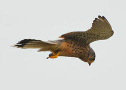 Common Kestrel