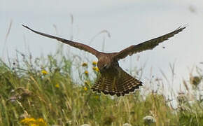 Common Kestrel