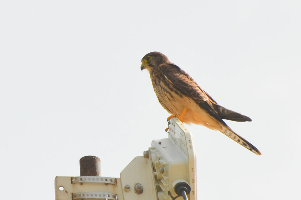 Common Kestrel female