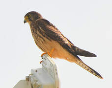 Common Kestrel