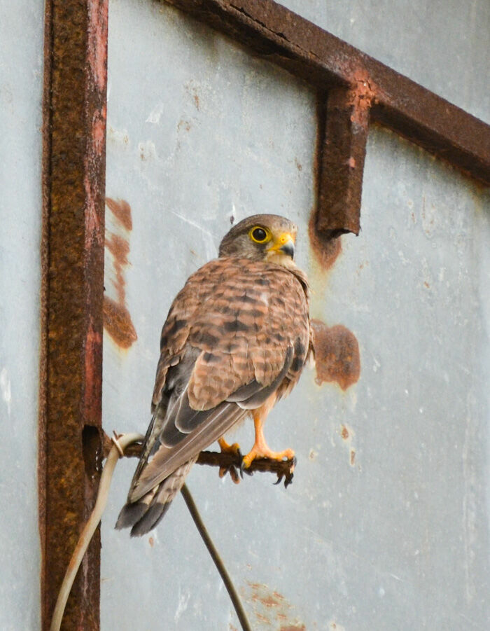 Faucon crécerelle, identification