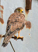 Common Kestrel