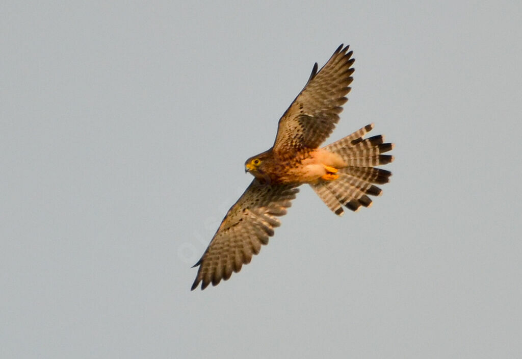 Common Kestreladult, Flight