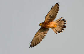 Common Kestrel