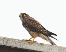 Common Kestrel