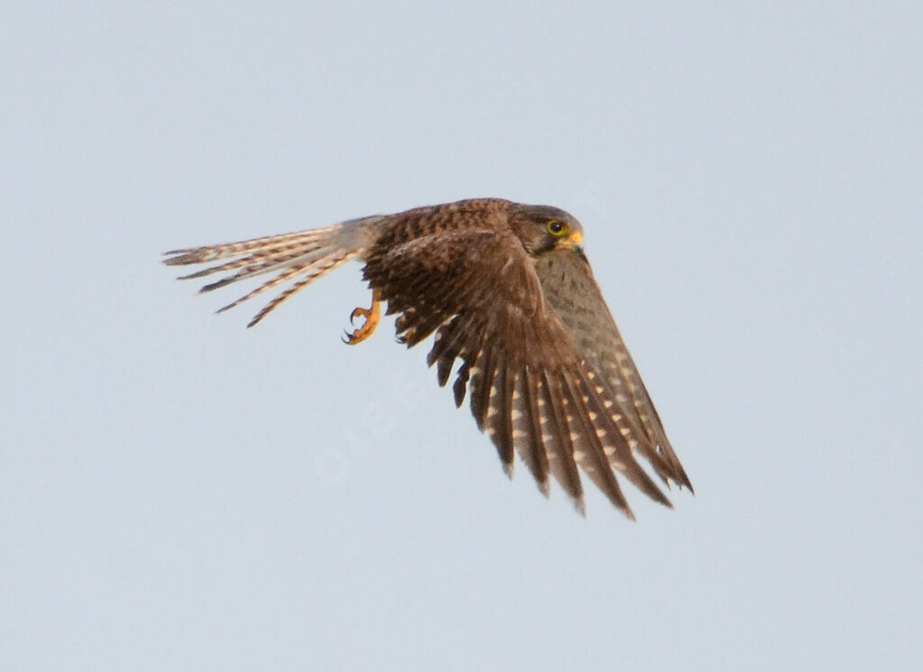 Common Kestreladult, Flight