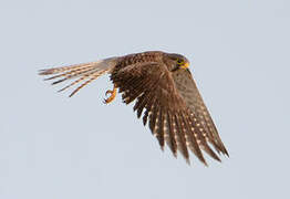 Common Kestrel