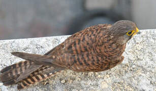 Common Kestrel