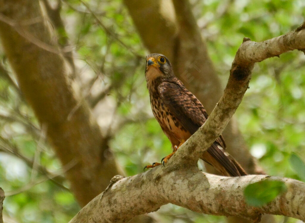 Faucon crécerelleadulte, identification