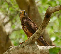 Common Kestrel