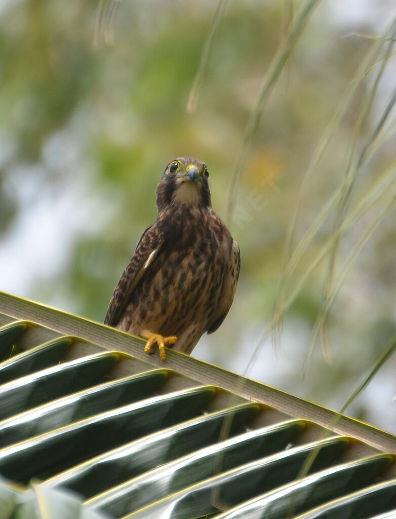 Faucon crécerelleimmature, identification