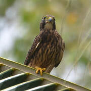 Common Kestrel