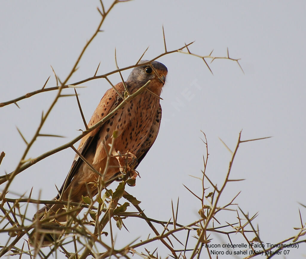 Common Kestrel male adult