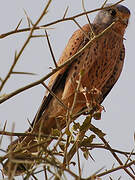 Common Kestrel