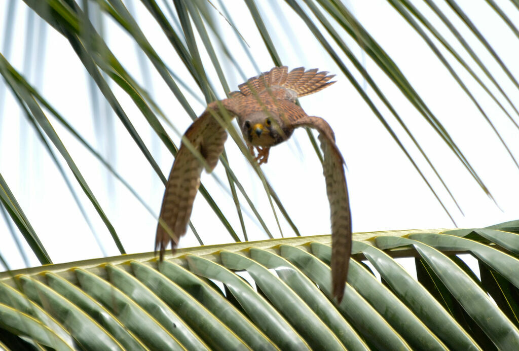 Faucon crécerelleadulte