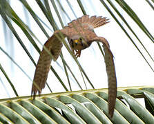 Common Kestrel