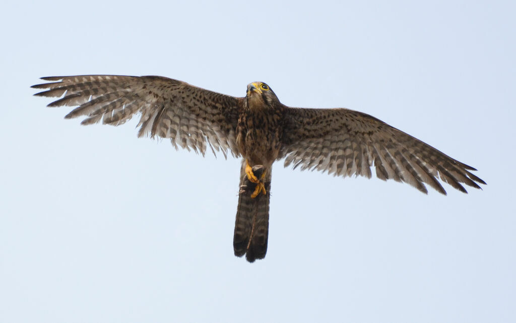 Common Kestreladult, Flight, feeding habits