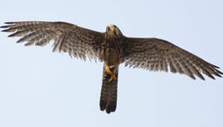 Common Kestrel