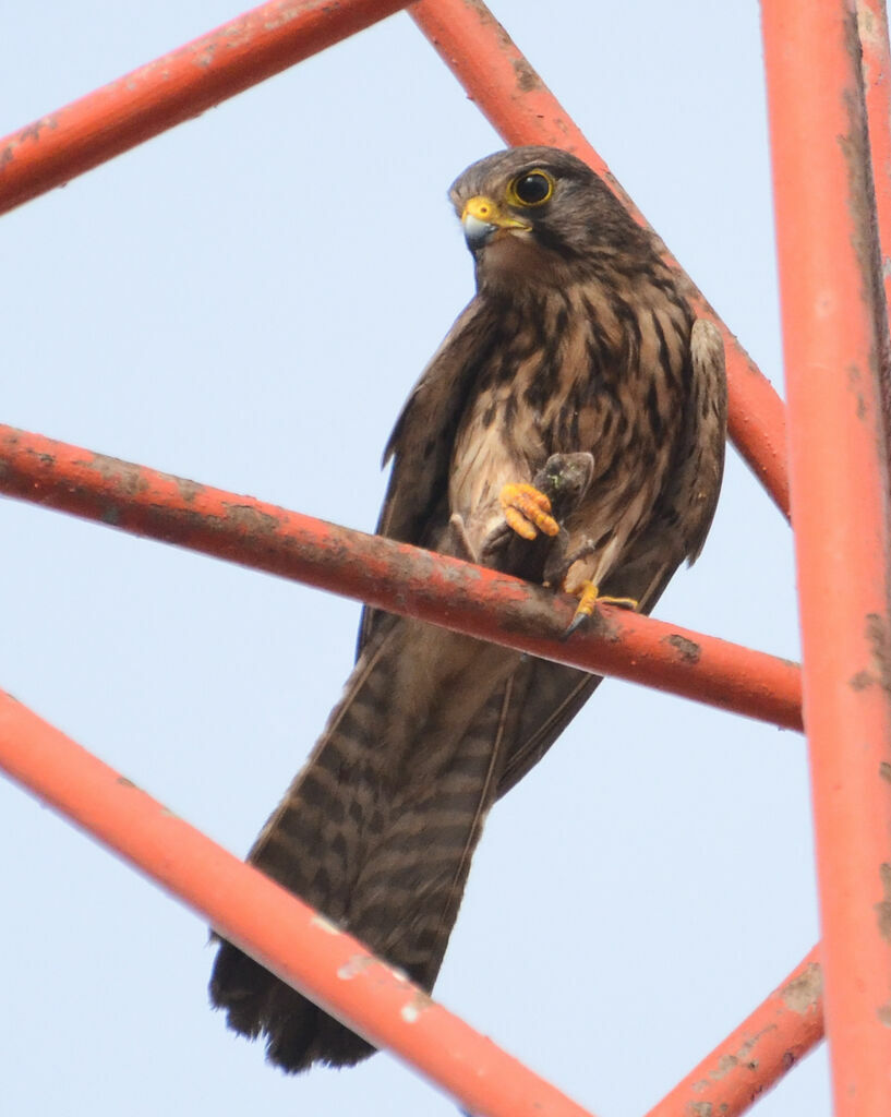 Common Kestreladult, feeding habits