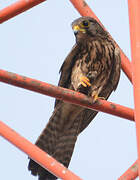 Common Kestrel