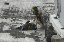 Common Kestrel