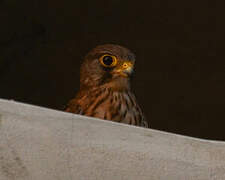 Common Kestrel