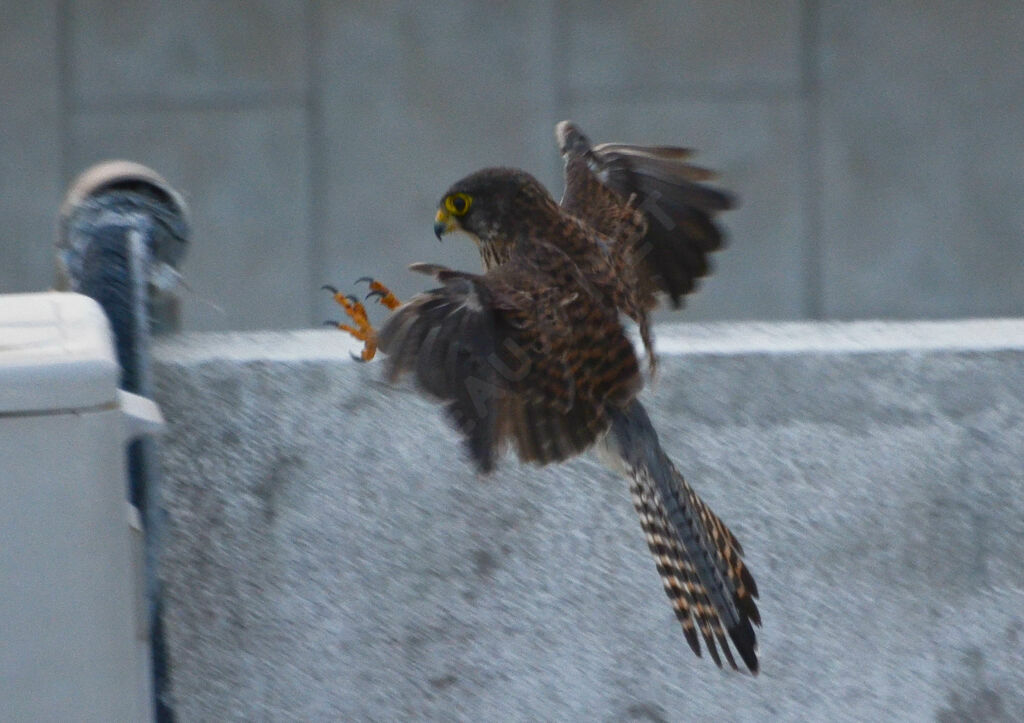 Common Kestrelsubadult, fishing/hunting