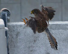 Common Kestrel