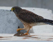 Common Kestrel