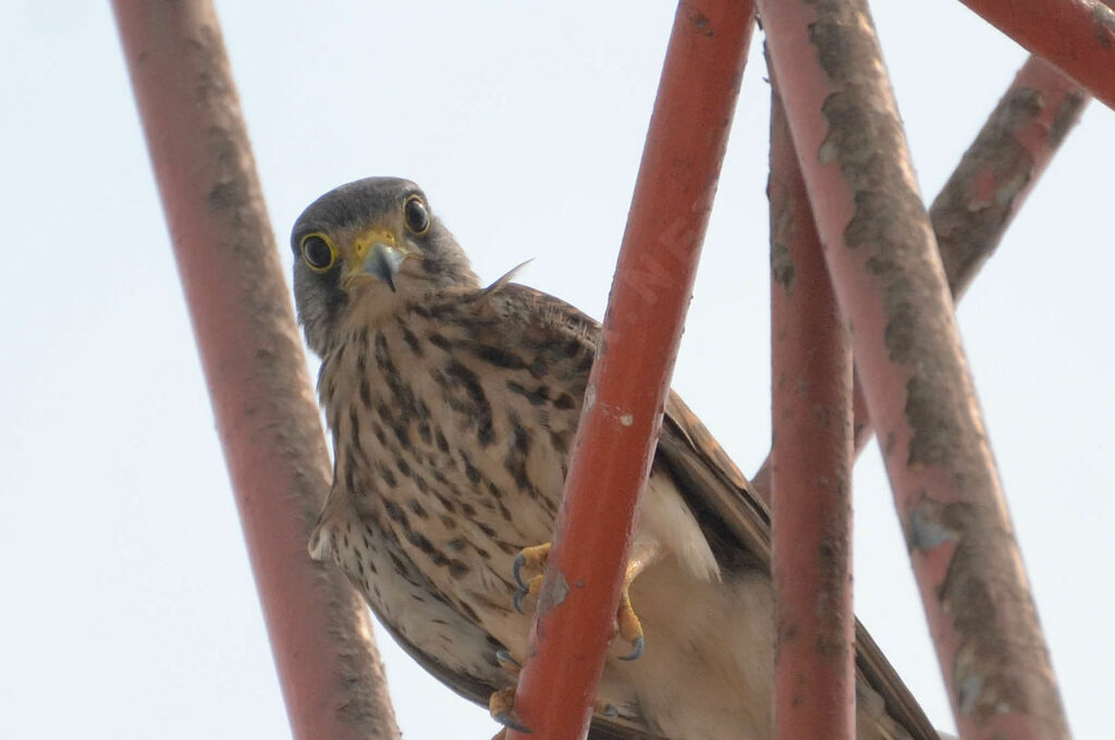 Faucon crécerelleadulte, portrait