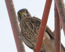 Common Kestrel