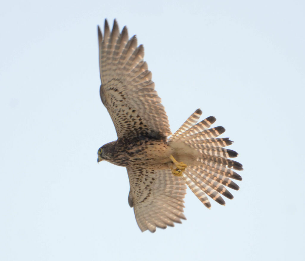 Common Kestreladult, Flight