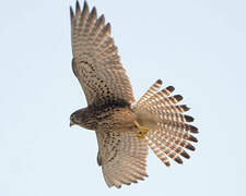 Common Kestrel