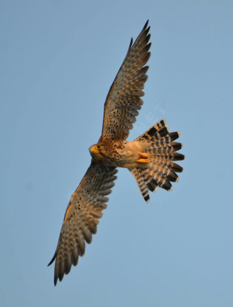 Common Kestreladult, Flight