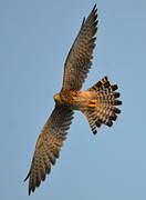 Common Kestrel