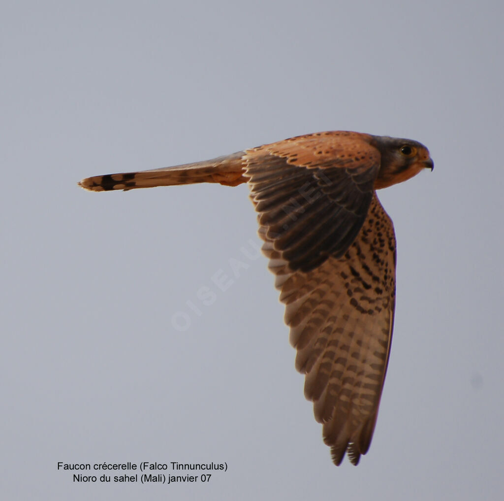 Common Kestrel male adult