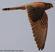 Common Kestrel