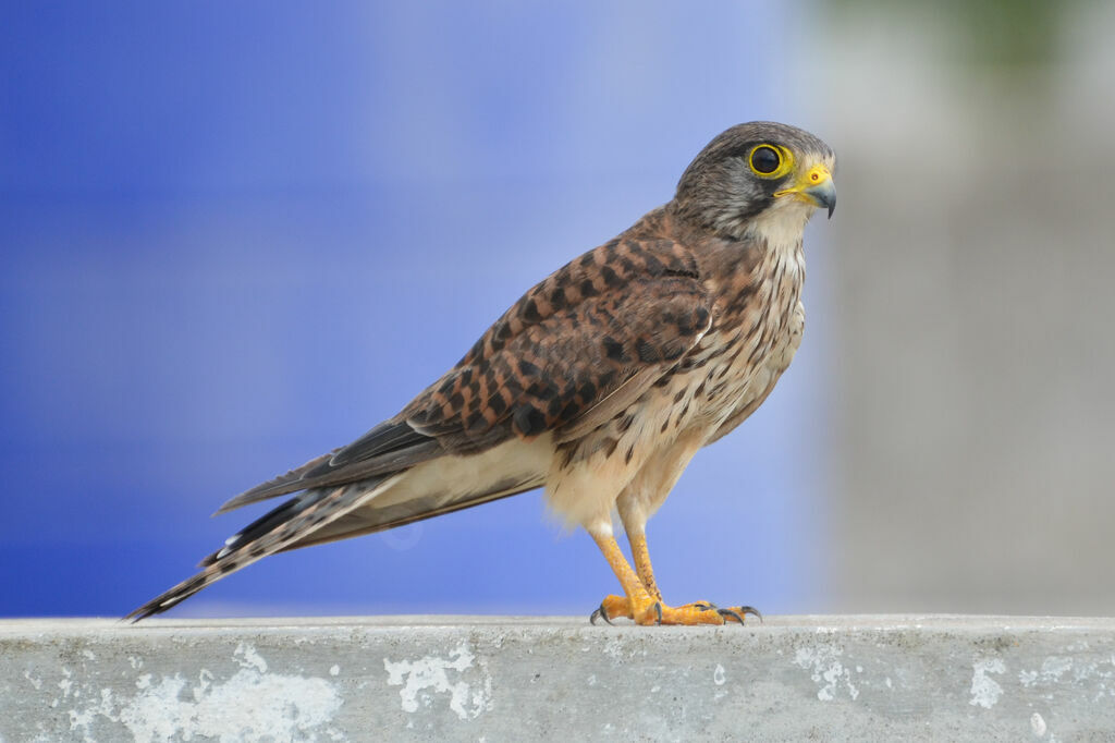 Common Kestrel, identification