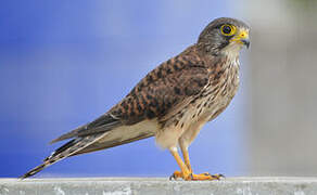 Common Kestrel