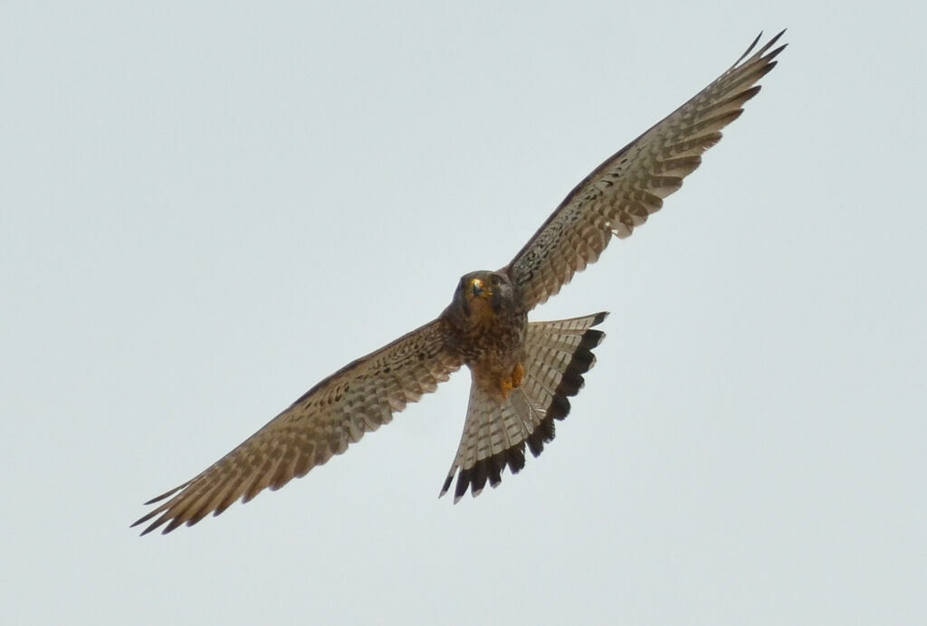 Common Kestreladult, Flight