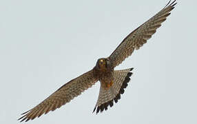 Common Kestrel