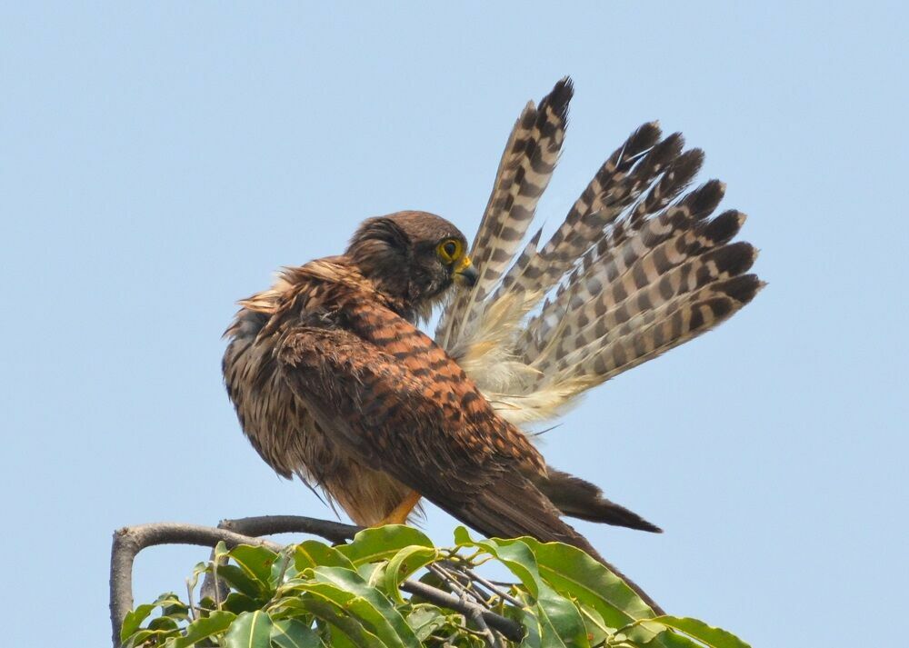 Common Kestreladult, identification