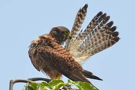 Common Kestrel