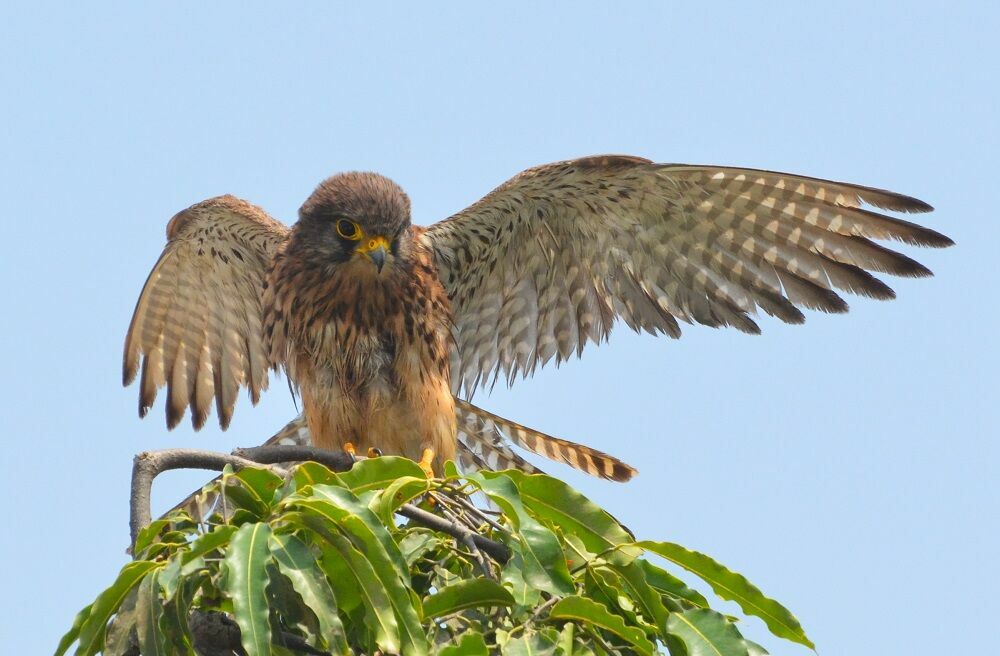 Common Kestreladult, identification