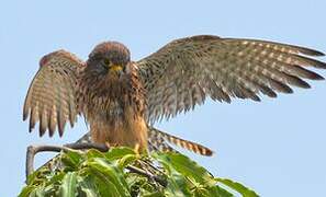 Common Kestrel