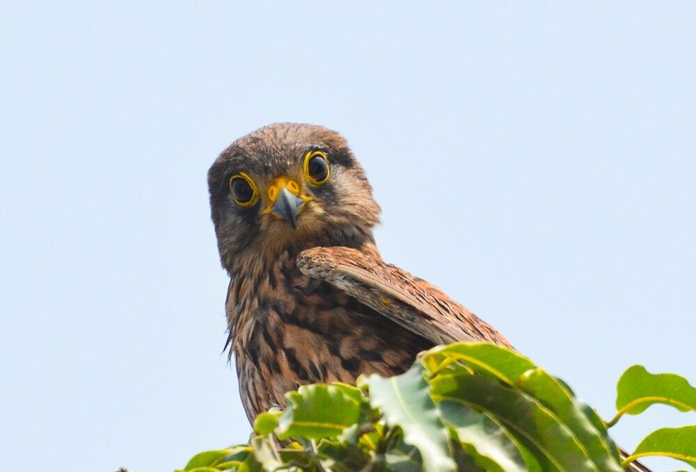 Faucon crécerelle, portrait