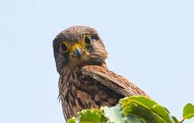 Common Kestrel