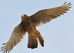 Common Kestrel