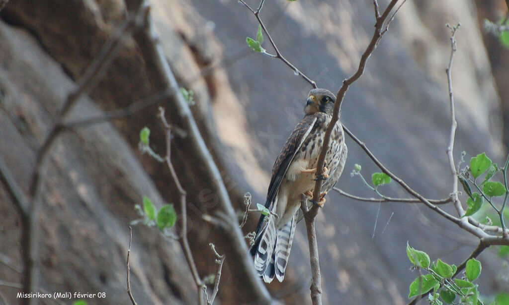 Common Kestrel