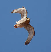 Common Kestrel